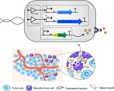 Targeted Delivery of the Mitochondrial Target Domain of Noxa to Tumor Tissue via Synthetic Secretion System in E. coli